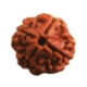 Show details for Four (4) Face (Mukhi) Nepali Rudraksha (Medium) Picture of Four (4) Face (Mukhi) Nepali Rudraksha (Medium)