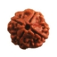 Show details for Four (4) Face (Mukhi) Nepali Rudraksha (Large) Picture of Four (4) Face (Mukhi) Nepali Rudraksha (Large)