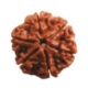Show details for Six (6) Face (Mukhi)Nepali Rudraksha (Small) Picture of Six (6) Face (Mukhi)Nepali Rudraksha (Small)
