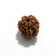 7 Mukhi (Face) Rudraksha Seven Mukhi (Face) Rudraksha