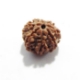 7 Mukhi (Face) Rudraksha Seven Mukhi (Face) Rudraksha