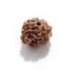 7 Mukhi (Face) Rudraksha Seven Mukhi (Face) Rudraksha
