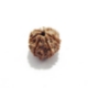 7 Mukhi (Face) Rudraksha Seven Mukhi (Face) Rudraksha