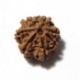 7 Mukhi (Face) Rudraksha Seven Mukhi (Face) Rudraksha