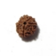 7 Mukhi (Face) Rudraksha Seven Mukhi (Face) Rudraksha