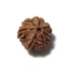 7 Mukhi (Face) Rudraksha Seven Mukhi (Face) Rudraksha
