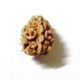 Three Mukhi Himalayan Rudraksha 3 Mukhi Himalayan Rudraksha