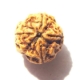 Four face nepali Rudraksha 4 mukhi nepali rudraksha