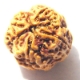 Four face nepali Rudraksha 4 mukhi nepali rudraksha