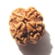 Four face nepali Rudraksha 4 mukhi nepali rudraksha