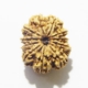 11 mukhi nepali rudraksha wholesale Eleven Face Rudraksha