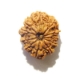 11 mukhi nepali rudraksha wholesale Eleven Face Rudraksha