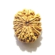 11 mukhi nepali rudraksha wholesale Eleven Face Rudraksha