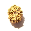 12 Mukhi Nepali Rudraksha