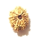 Twelve Face Nepali Rudraksha 12 Mukhi Nepali Rudraksha