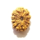 Twelve Face Nepali Rudraksha 12 Mukhi Nepali Rudraksha