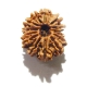 14 Face Nepali Rudraksha 14 Face Nepali Rudraksha