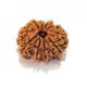 10 Mukhi Nepali Rudraksha Ten Mukhi Rudraksha