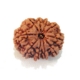 10 Mukhi Nepali Rudraksha Ten Mukhi Rudraksha