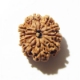 Ten Face Nepali Rudraksha 10 Mukhi Nepali Rudraksha