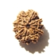 Ten Face Nepali Rudraksha		 10 Mukhi Nepali Rudraksha