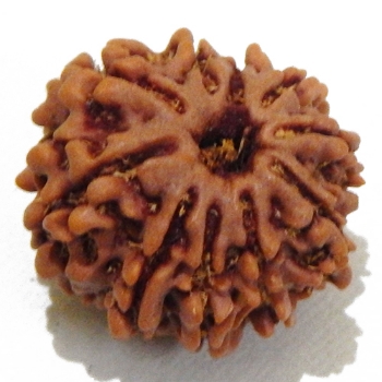 Ten Mukhi nepali Rudraksha		 10 Mukhi rudraksha