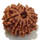 Ten Mukhi nepali Rudraksha		 10 Mukhi rudraksha