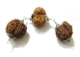Gauri Shankar Rudraksha, Ganesha Rudraksha and Six Face Rudraksha Shiv Privar Rudraksha Shield