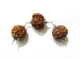 Wealth and Success Rudraksha Combination Laxmi Ganesh Rudraksha Shield