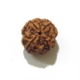 Four Face Rudraksha four mukhi nepali rudraksha