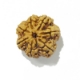 six mukhi rudraksha Six Face Rudraksha