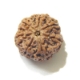 six mukhi rudraksha Six Face Rudraksha