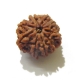Eight Face Rudraksha 8 Face Nepali Rudraksha