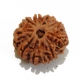 9 Face Nepali Rudraksha Nine Face Rudraksha