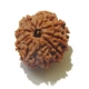 9 Face Nepali Rudraksha Nine Face Rudraksha