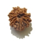 9 Face Nepali Rudraksha Nine Face Rudraksha