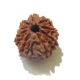 9 Face Nepali Rudraksha Nine Face Rudraksha