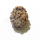 2 Face Himalayan Rudraksha Two Face Himalayan Rudraksha