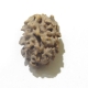 2 Face Himalayan Rudraksha Two Face Himalayan Rudraksha