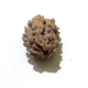 2 Face Himalayan Rudraksha Two Face Himalayan Rudraksha