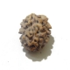 2 Face Himalayan Rudraksha Two Face Himalayan Rudraksha
