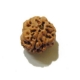 3 Face Nepali Rudraksha Bead 3 Face Nepali Rudraksha Bead