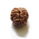 3 Face Nepali Rudraksha Bead 3 Face Nepali Rudraksha Bead