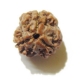 3 Face Nepali Rudraksha Bead 3 Face Nepali Rudraksha Bead