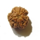 3 Face Nepali Rudraksha Bead 3 Face Nepali Rudraksha Bead