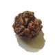 3 Face Nepali Rudraksha Bead 3 Face Nepali Rudraksha Bead