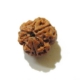 3 Face Nepali Rudraksha Bead 3 Face Nepali Rudraksha Bead