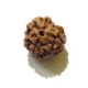 Three Face Nepali Rudraksha Bead Three Face Nepali Rudraksha Bead