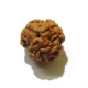 3 Face Nepali Rudraksha Bead 3 Face Nepali Rudraksha Bead