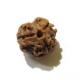3 Face Nepali Rudraksha Bead 3 Face Nepali Rudraksha Bead